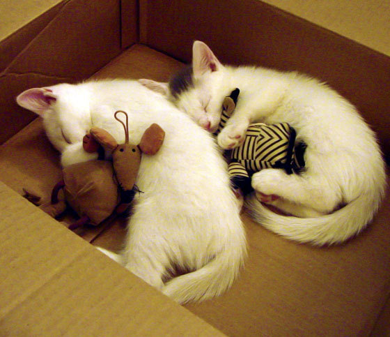 开云·体育官网-_赛事现场的灯光与音效技术创新_，正规赛事中对灯光的要求