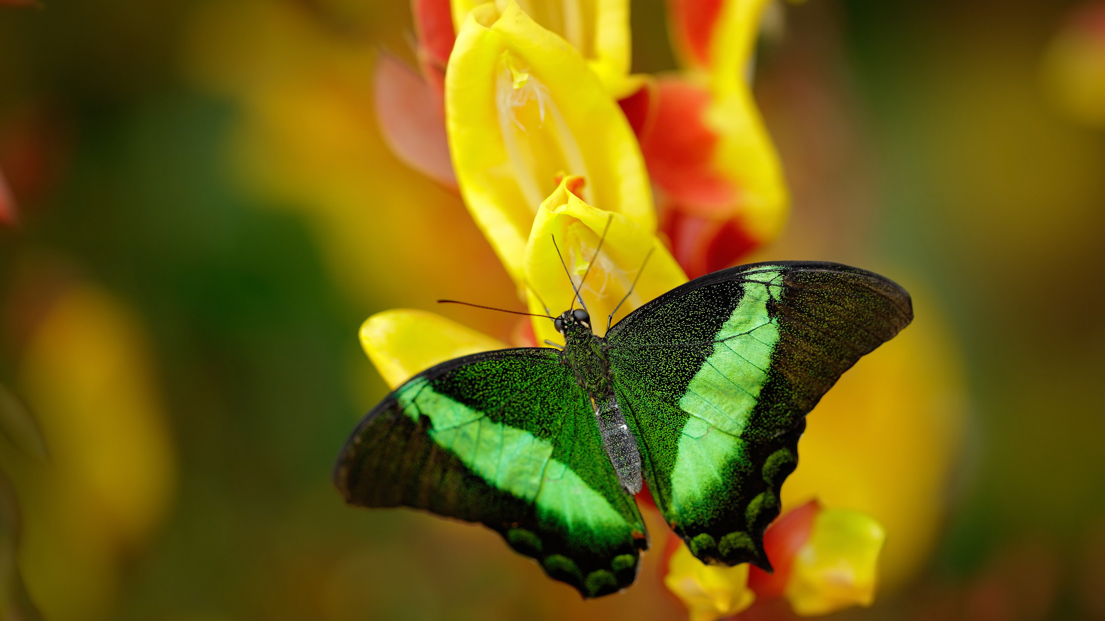 《绝地求生》选手的故事:从草根玩家到职业选手的奋斗,绝地求生 职业选手