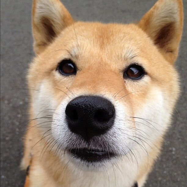 传统与创新结合:新一代教练带来的战术变革,传统型领导和教练型领导区别