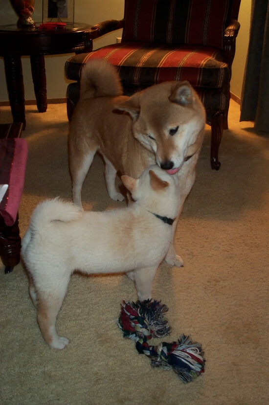 KAIYUN 中国大陆-卡洛斯·阿尔卡拉斯在温网夺冠，卡洛斯阿尔卡拉兹