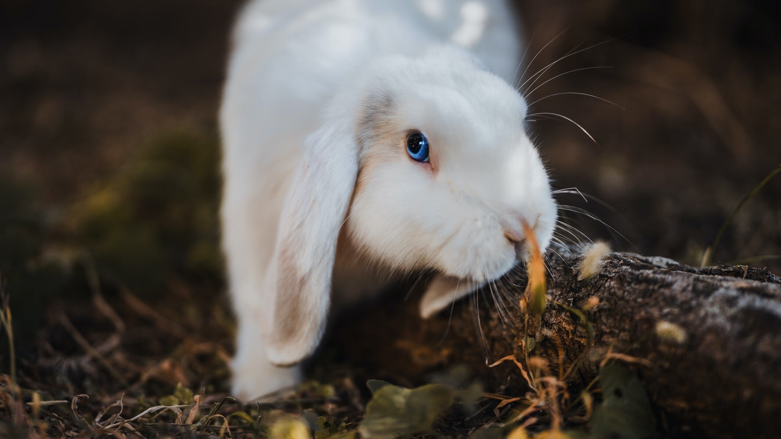 区块链技术应用:打造安全可信的联盟交易和合同体系,《区块链》