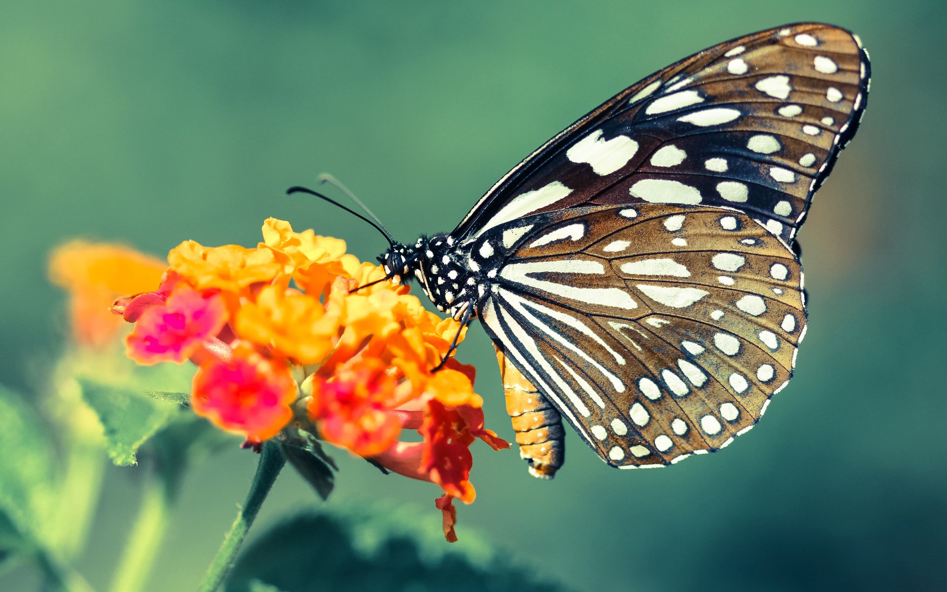 开云中国大陆-巴西新星马特乌斯·库尼亚转会至英超球队，备受瞩目，巴乔 马特乌斯