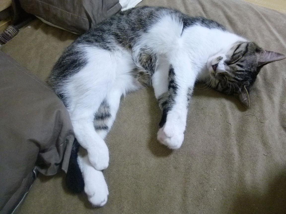 kaiyun登录入口-法甲引领战术革新，精彩传球与进球不断刷新纪录，法甲联赛进球系数