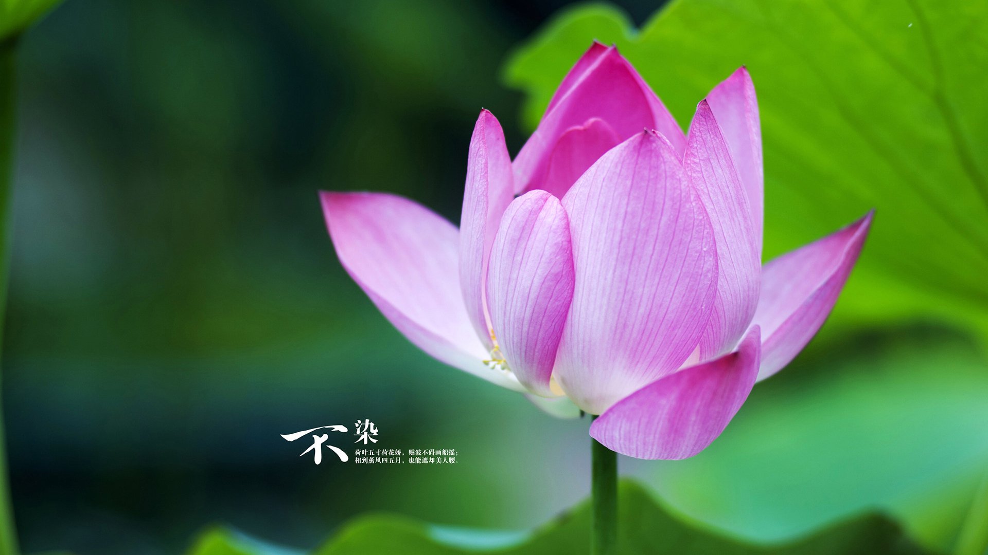 英超:阿森纳连续8场不败,追赶曼城压力增大,阿森纳英超成绩