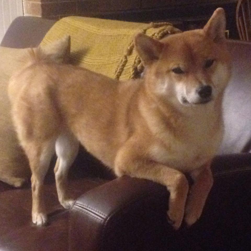 车坛传奇:那些永不褪色的荣耀,车坛奇闻