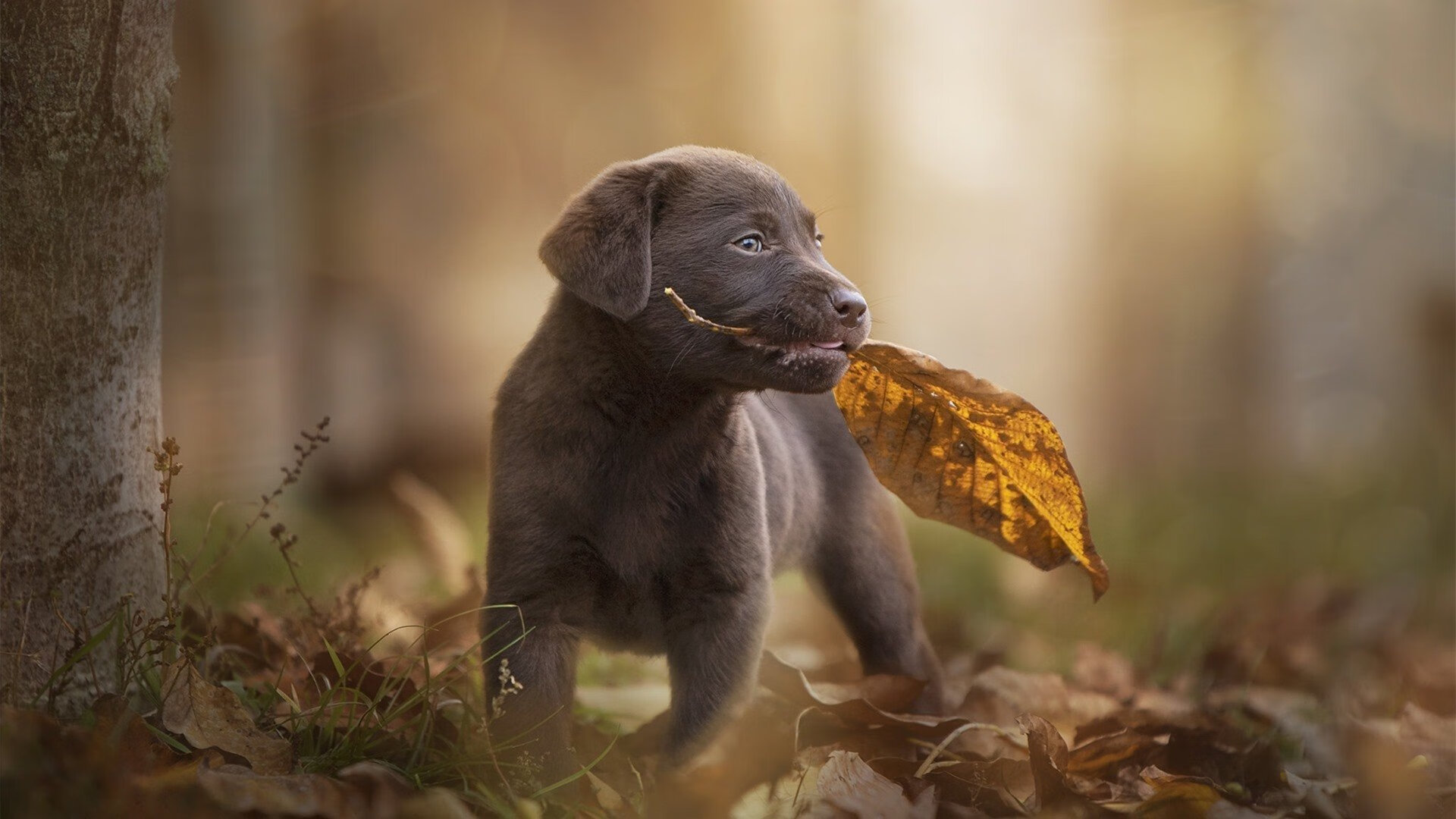 开云中国大陆-公牛翻盘热火，系列赛焦点战中德罗赞创下生涯新高，公牛罗德曼算巨头吗