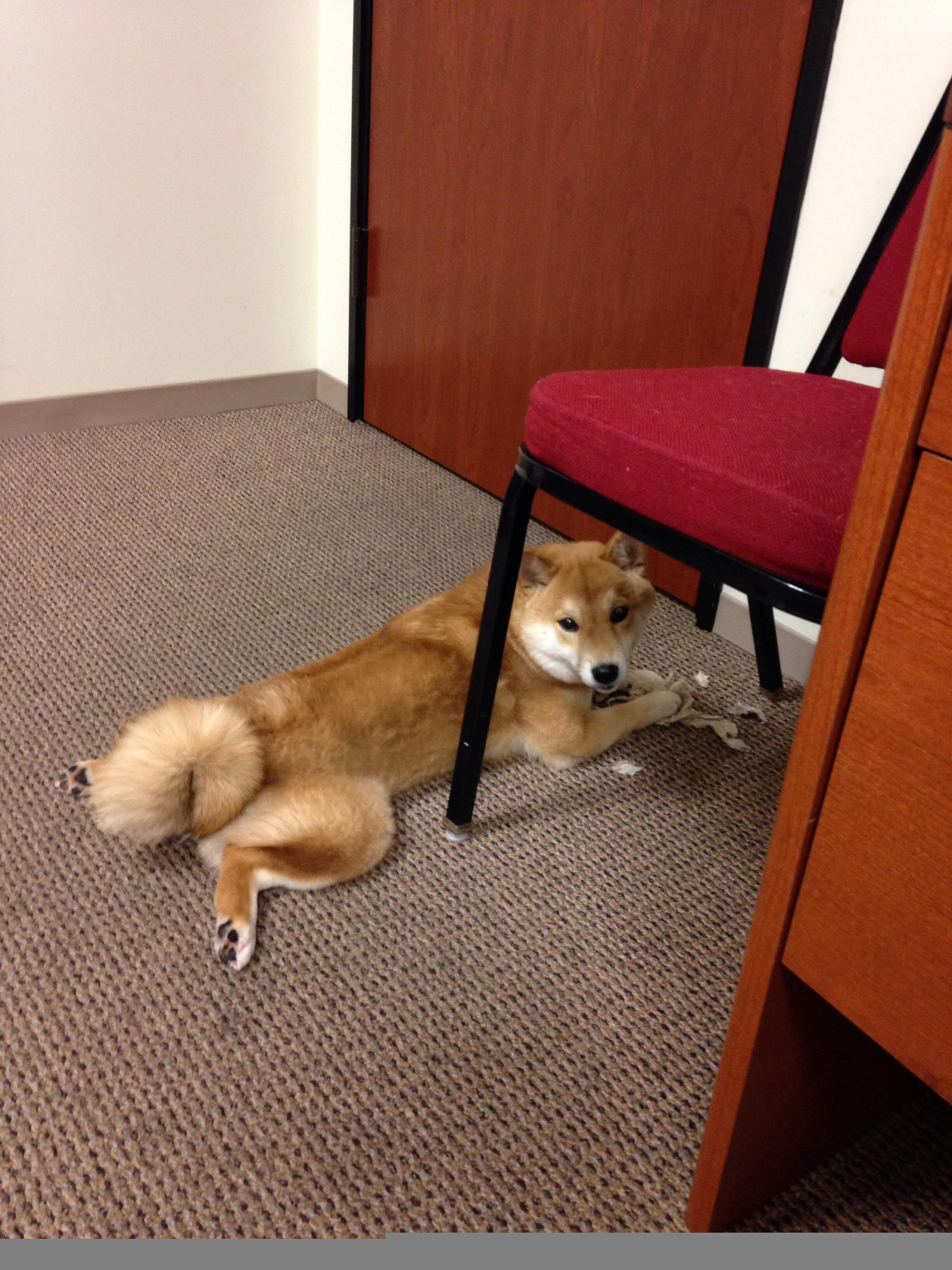 开云网页版登录入口-澳洲球队夺冠在望，队员表现优异，澳洲篮球队