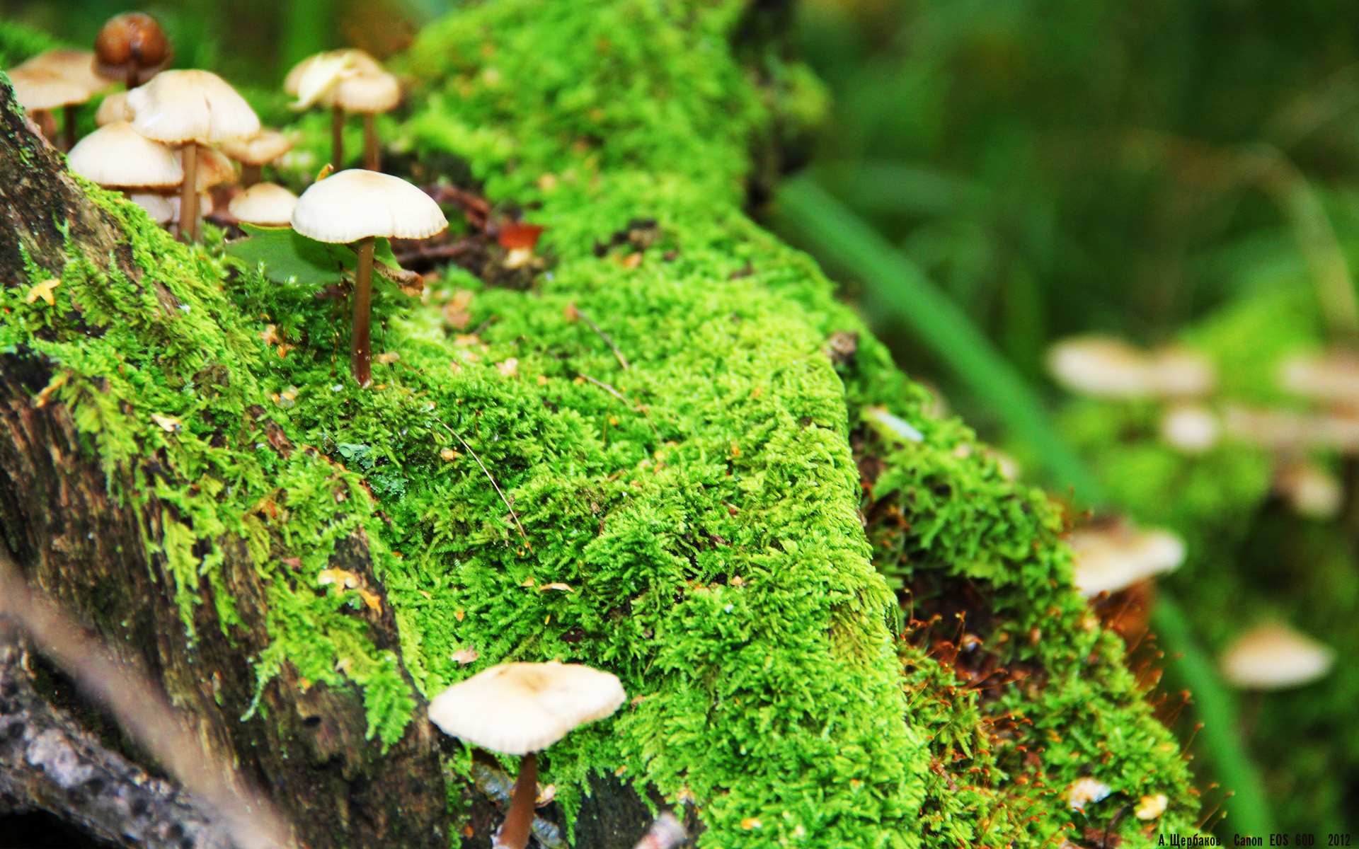 塞内加尔马术协会举办国际马术科技大会,推动行业技术交流与合作。