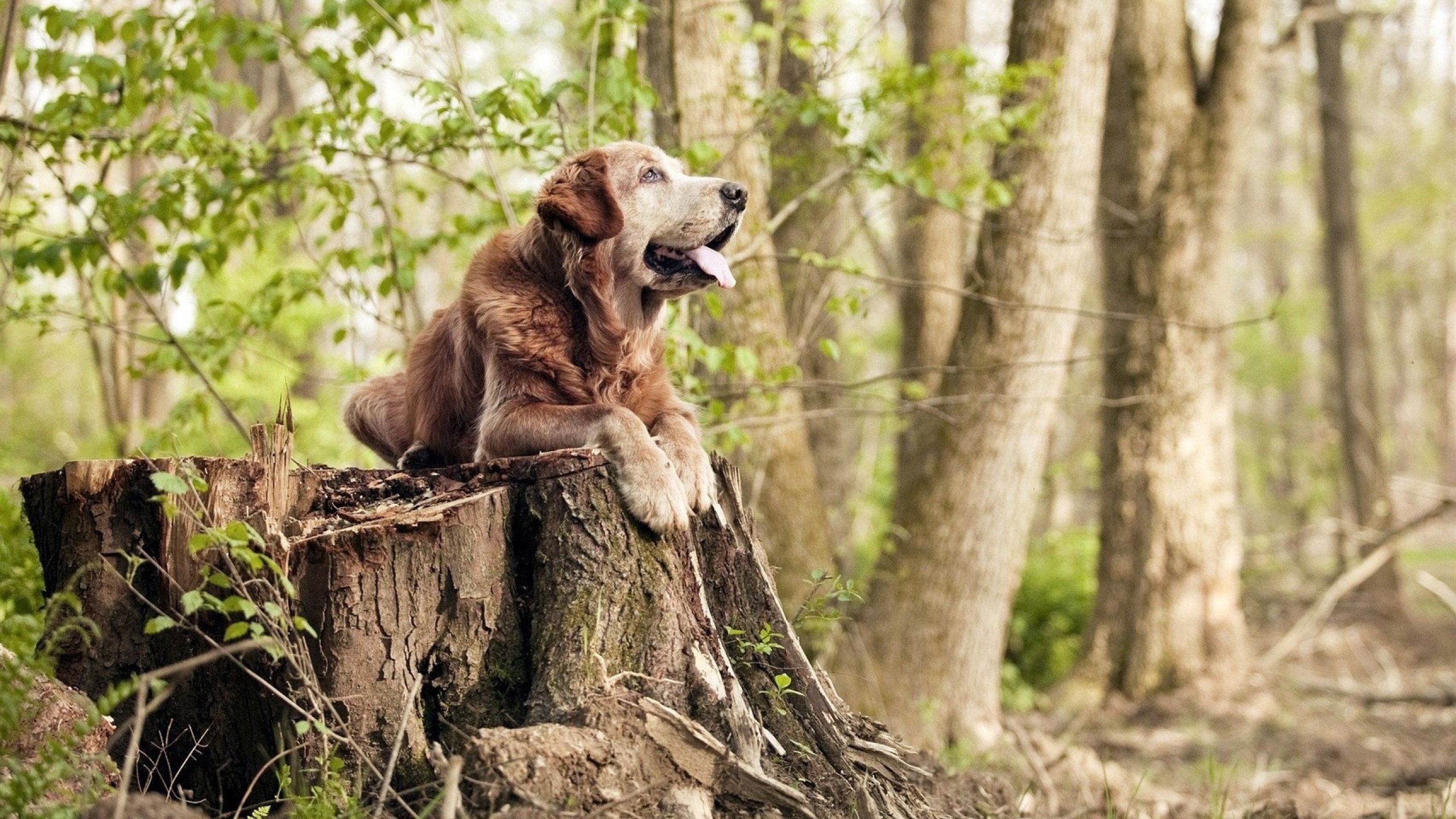 全国校园篮球联赛掀起青春热潮，校园篮球赛赛程