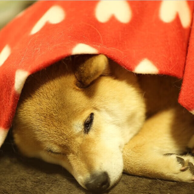 青少年体育活动组织方案完善,实施青少年体育活动促进计划培育青少年体育爱好