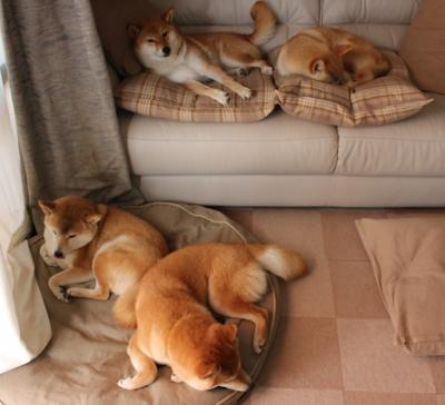 开云中国-亚冠联赛多国解说团队合作提升传播力，亚冠介绍