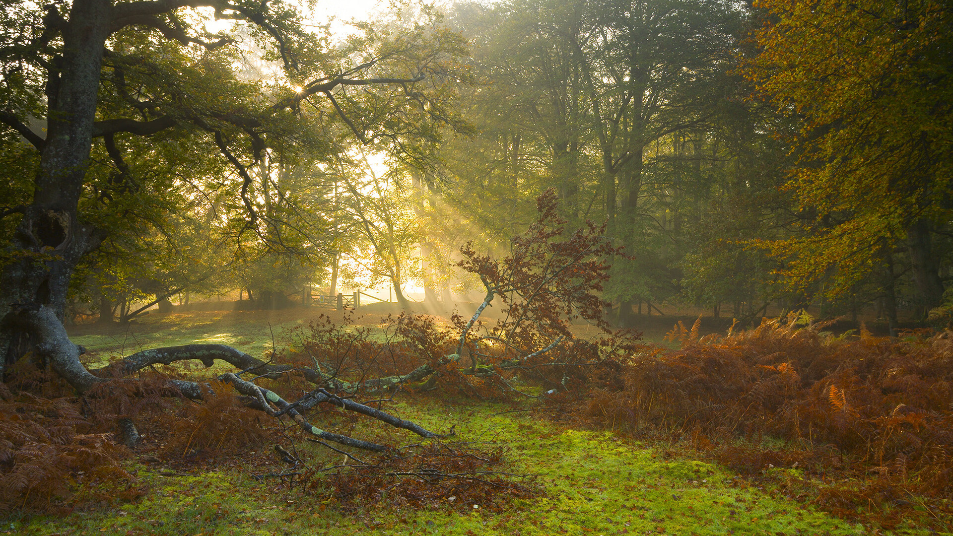 未来可期:Chinese Taipei体育团队如何迎接新挑战,台湾体育队