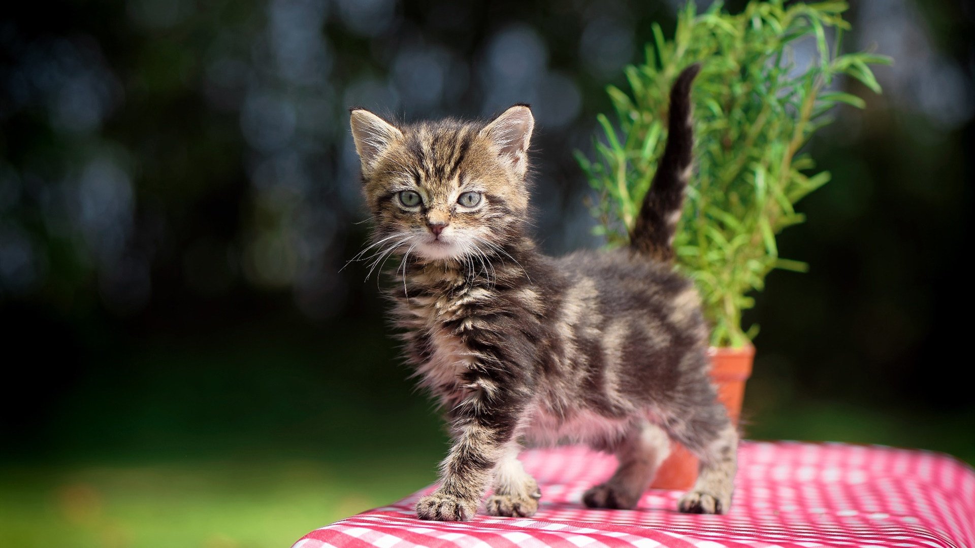 KAIYUN 中国大陆-决赛场上 奥卡拉汉泳姿稳健霸气十足，奥卡拉汉 回忆