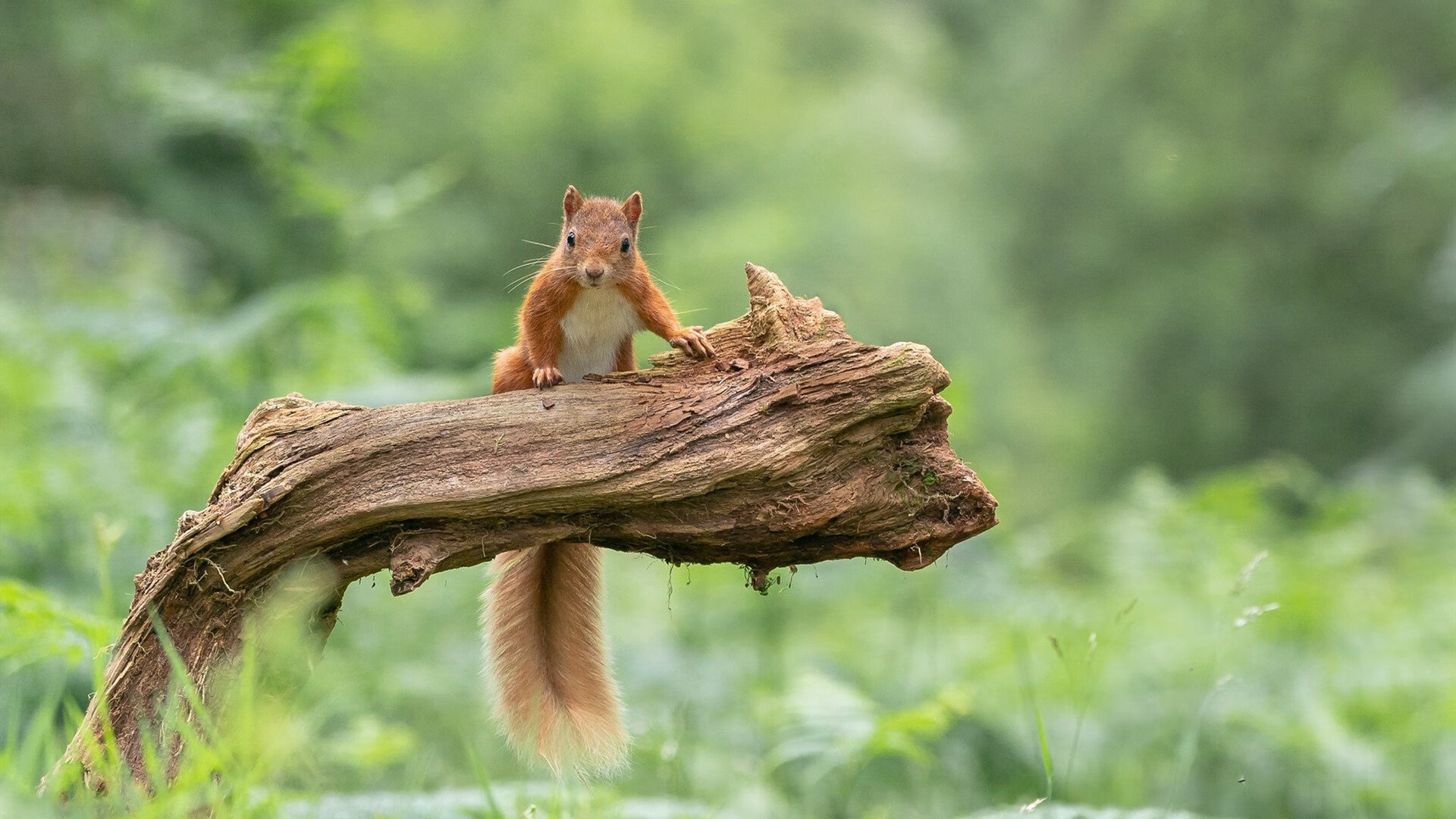 开云·体育官网-南非羚羊队：精密防守与冷静反击使其成为冠军热门，南非羚羊皮可以干嘛用