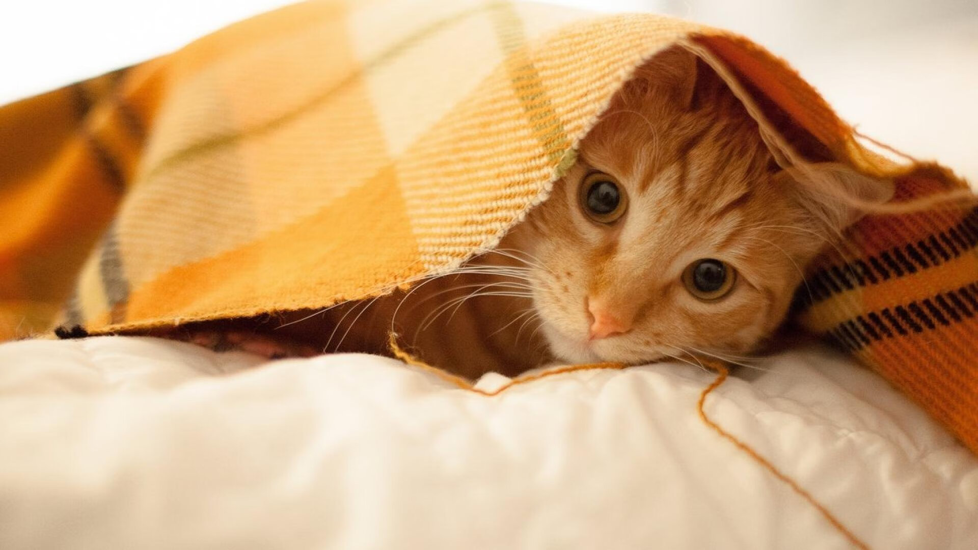 大数据技术助力赛后分析提升训练内容与临场策略精准性,大数据技能比赛都比什么