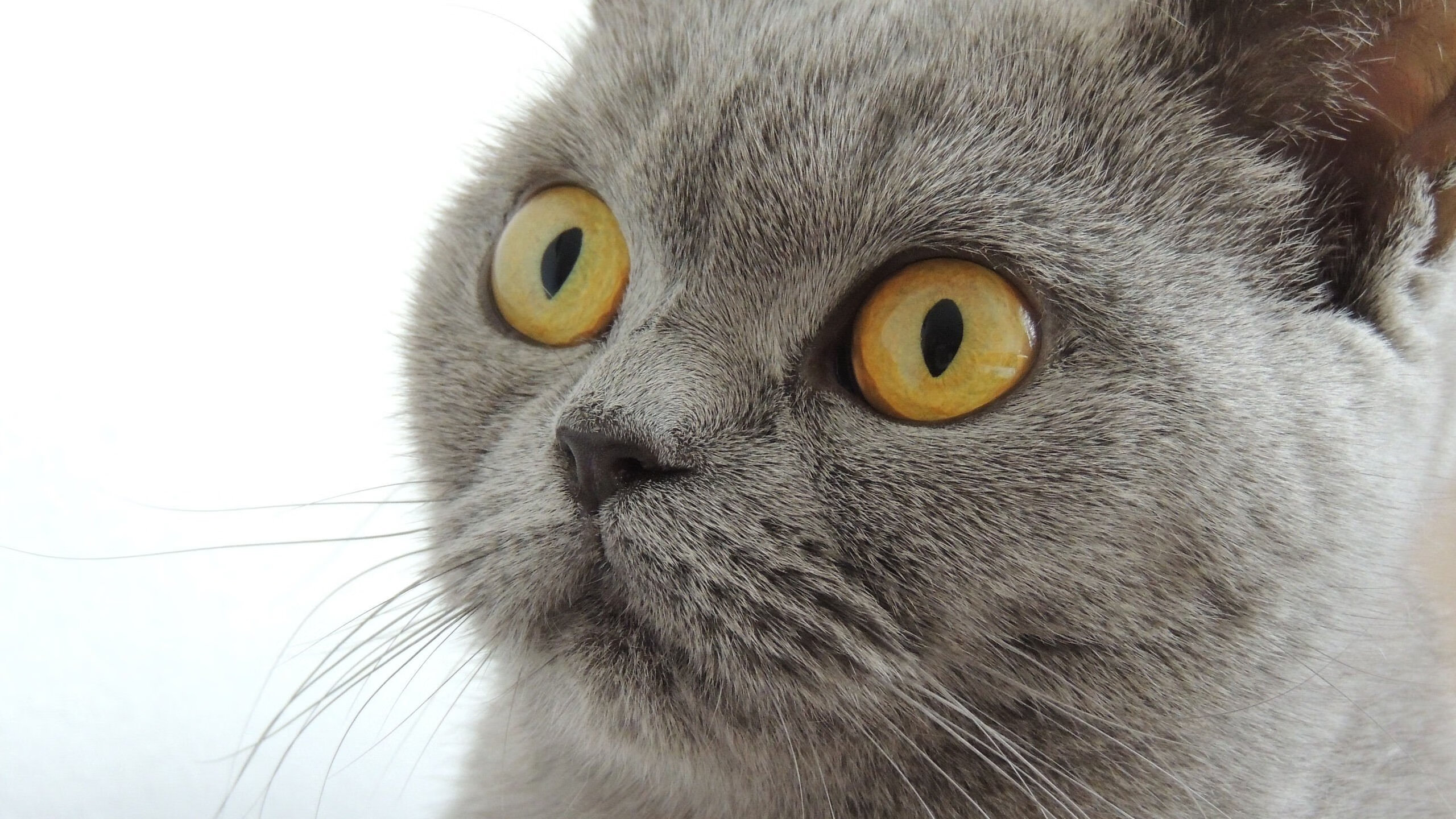 开云官方网页登录-帕金斯蝶泳决赛状态巅峰，帕金斯什么水平