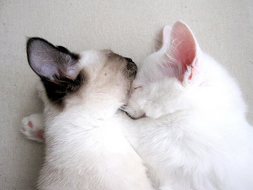 开云kaiyun-苏炳添分析起跑技术变化背后原因，苏炳添的起跑技术