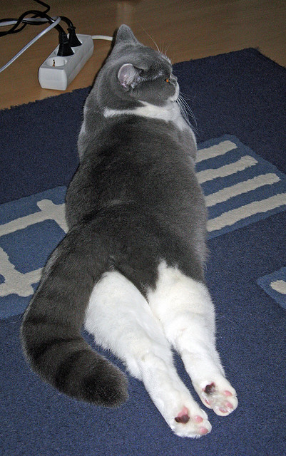 Kaiyun官方登录入口-西蒙·切拉苏奥洛再登巅峰之路，切尔西蒙特